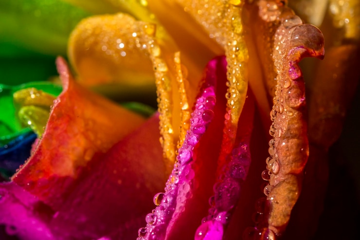 Foto close-up de uma planta com flores roxas molhadas