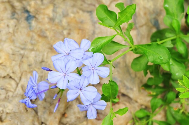 Foto close-up de uma planta com flores roxas