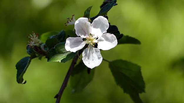Close-up de uma planta com flores roxas