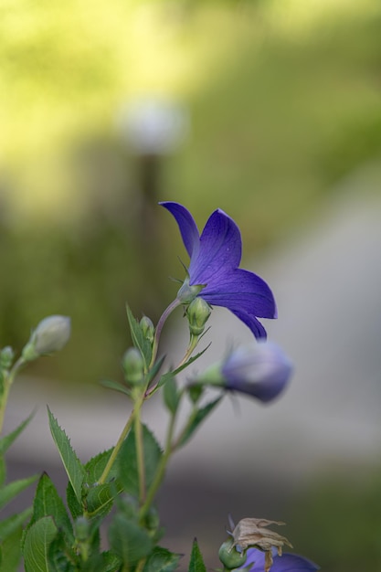 Foto close-up de uma planta com flores roxas