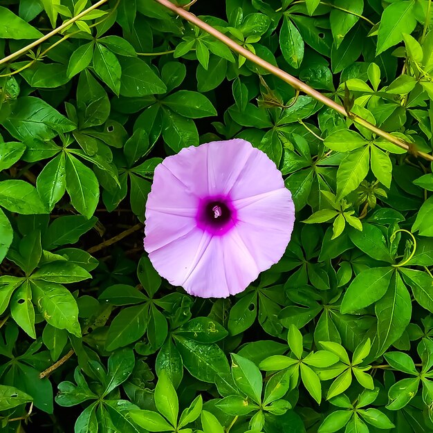 Foto close-up de uma planta com flores roxas