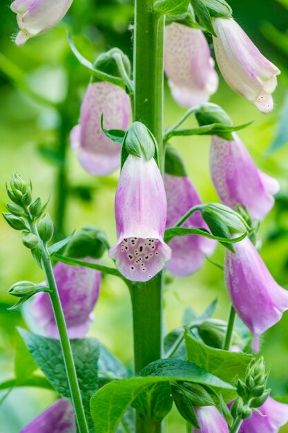 Close-up de uma planta com flores roxas