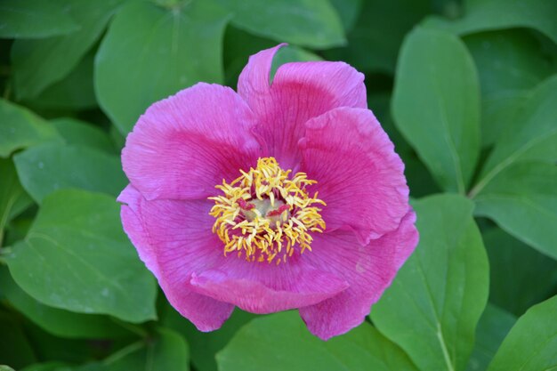 Foto close-up de uma planta com flores roxas