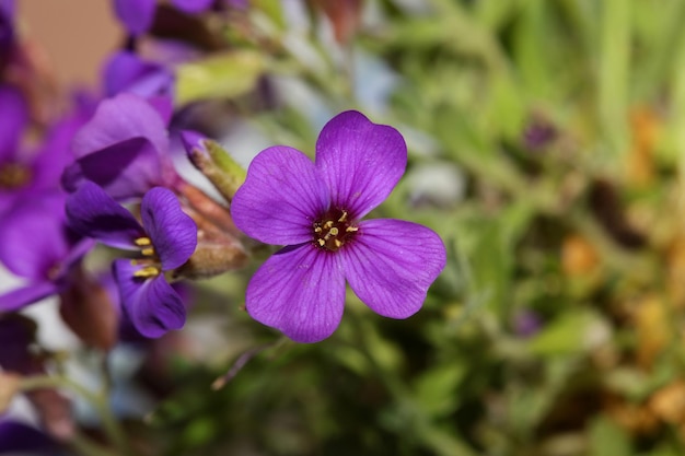 Foto close-up de uma planta com flores roxas