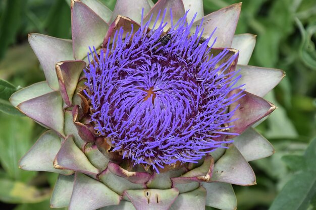 Close-up de uma planta com flores roxas