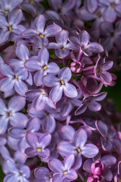 Foto close-up de uma planta com flores roxas