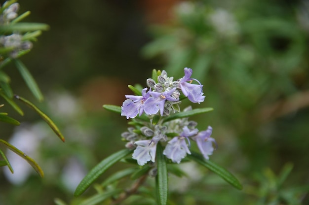 Close-up de uma planta com flores roxas