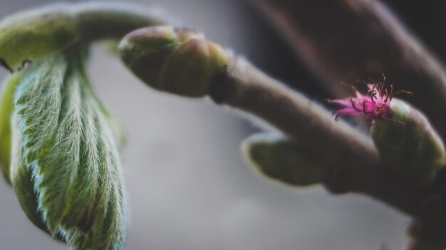 Foto close-up de uma planta com flores roxas