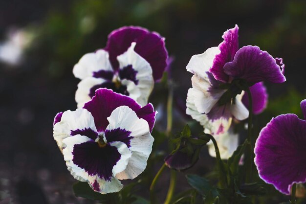 Foto close-up de uma planta com flores roxas