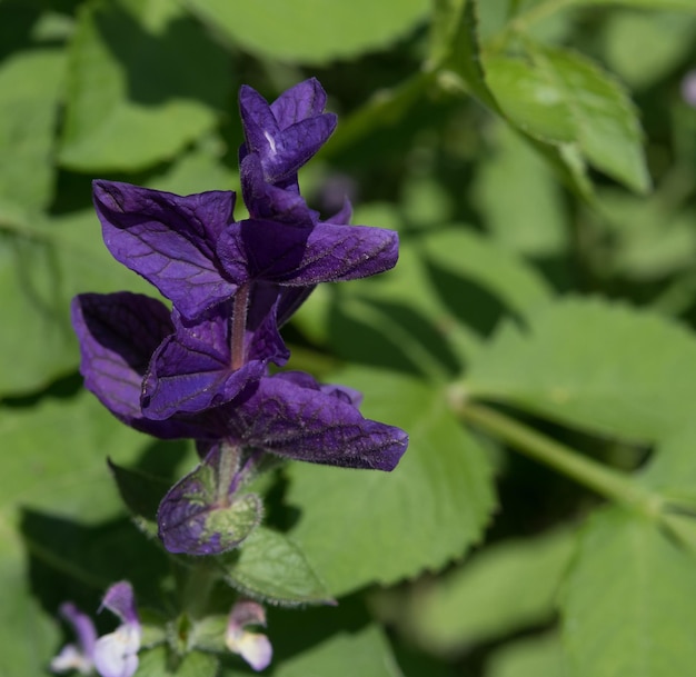 Foto close-up de uma planta com flores roxas