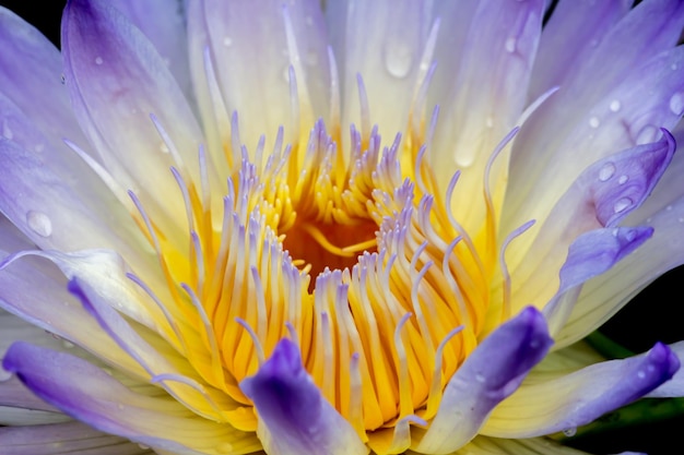 Close-up de uma planta com flores roxas