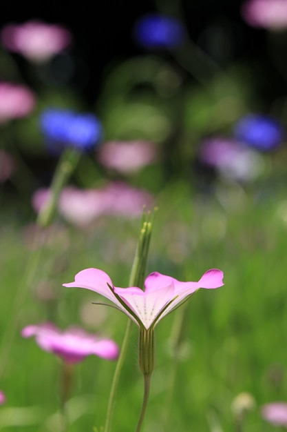 Close-up de uma planta com flores roxas