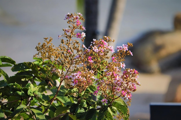 Close-up de uma planta com flores roxas