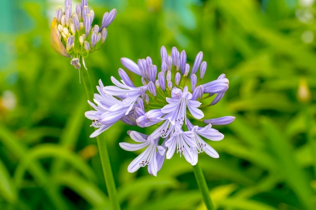 Foto close-up de uma planta com flores roxas