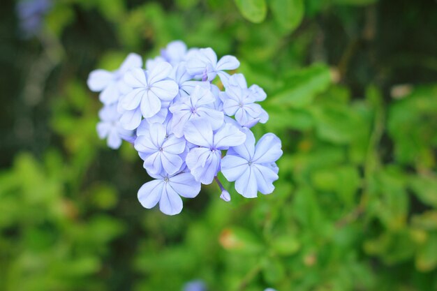 Foto close-up de uma planta com flores roxas