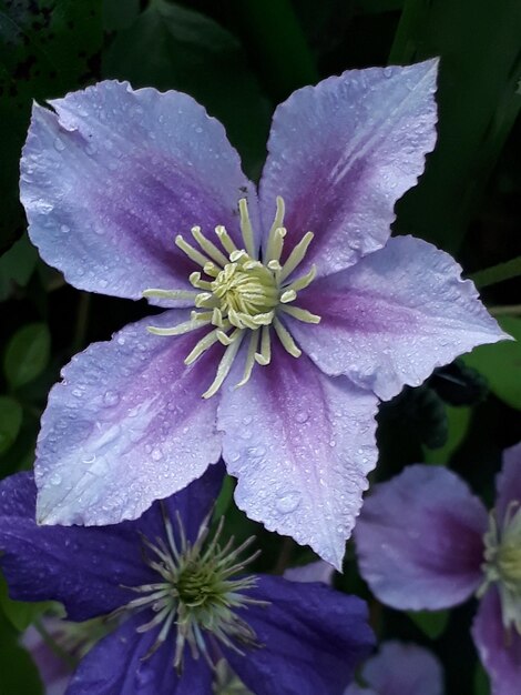 Foto close-up de uma planta com flores roxas