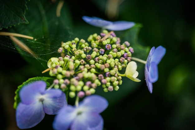 Foto close-up de uma planta com flores roxas