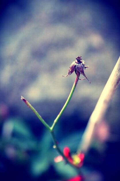 Foto close-up de uma planta com flores roxas