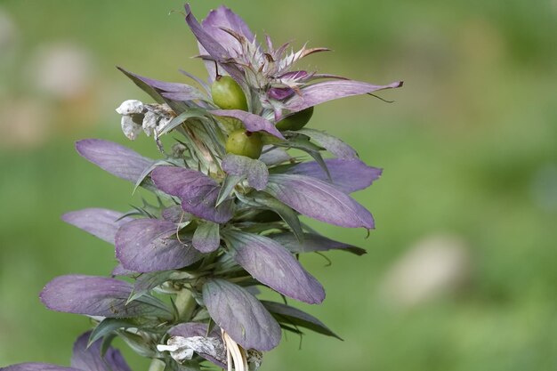 Close-up de uma planta com flores roxas