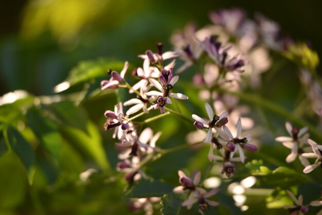 Foto close-up de uma planta com flores roxas