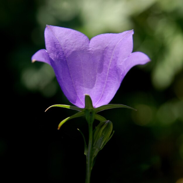 Foto close-up de uma planta com flores roxas