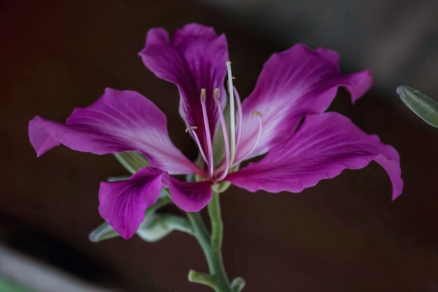 Close-up de uma planta com flores roxas