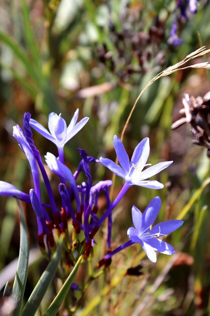 Foto close-up de uma planta com flores roxas