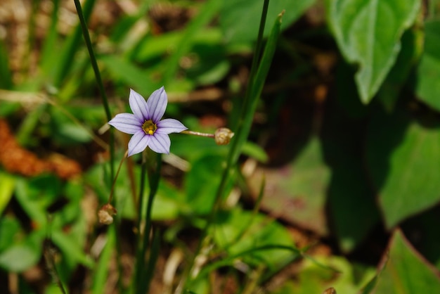 Foto close-up de uma planta com flores roxas