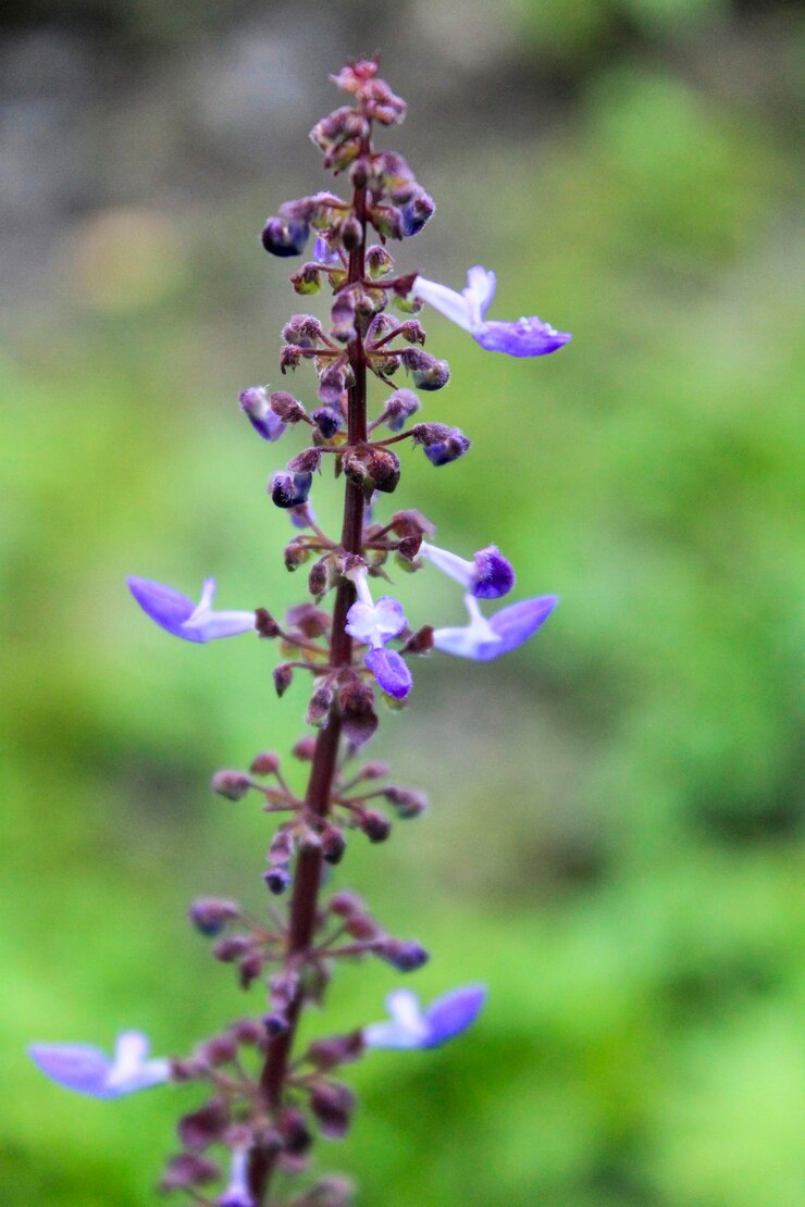 Foto close-up de uma planta com flores roxas