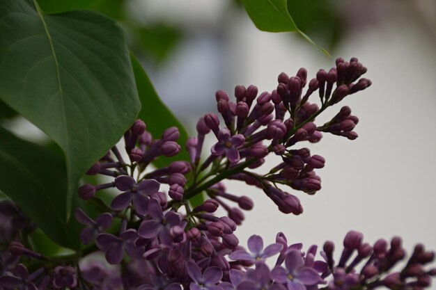 Close-up de uma planta com flores roxas