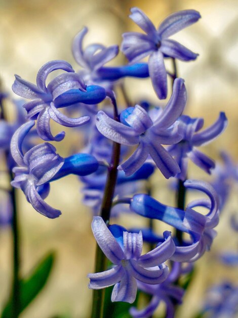 Foto close-up de uma planta com flores roxas