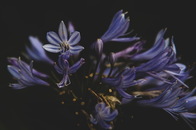 Close-up de uma planta com flores roxas