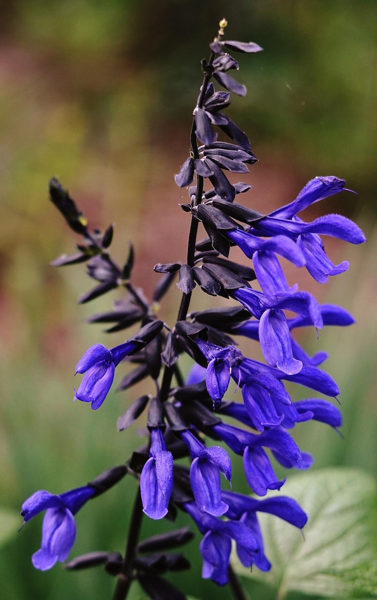 Foto close-up de uma planta com flores roxas