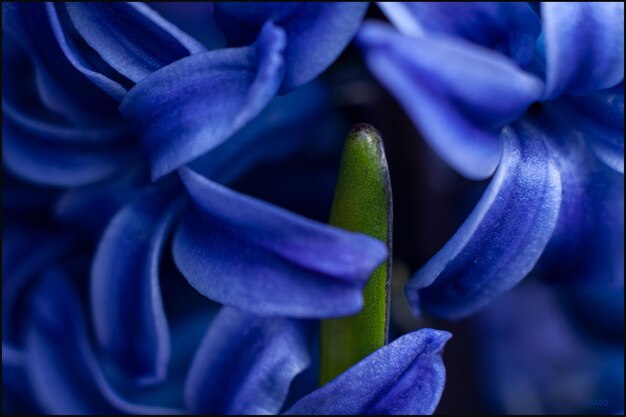 Foto close-up de uma planta com flores roxas