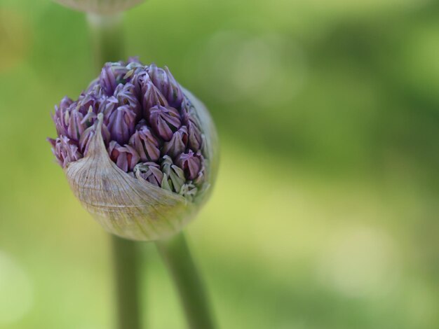 Foto close-up de uma planta com flores roxas