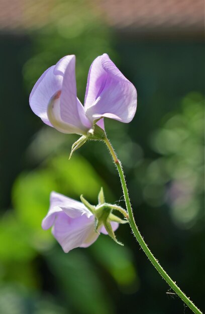 Foto close-up de uma planta com flores roxas