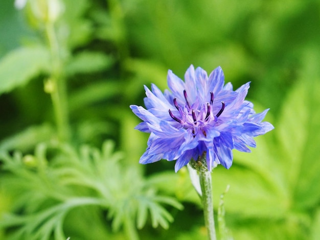 Foto close-up de uma planta com flores roxas