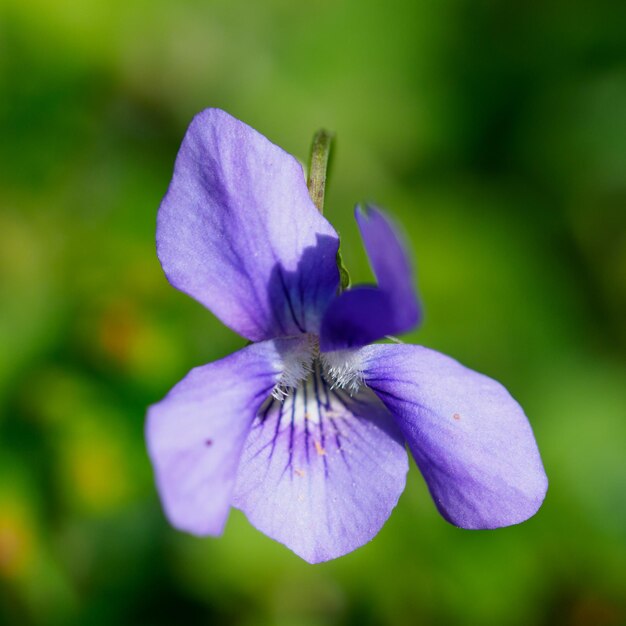 Foto close-up de uma planta com flores roxas