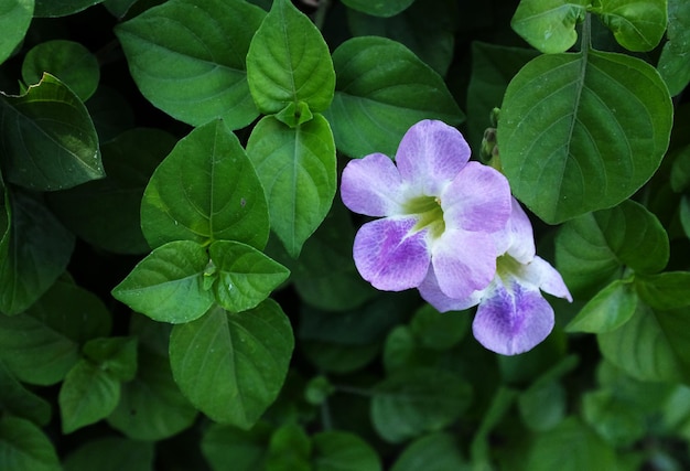 Foto close-up de uma planta com flores roxas