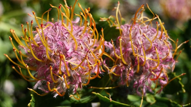 Close-up de uma planta com flores roxas