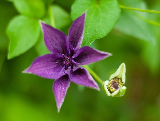 Foto close-up de uma planta com flores roxas