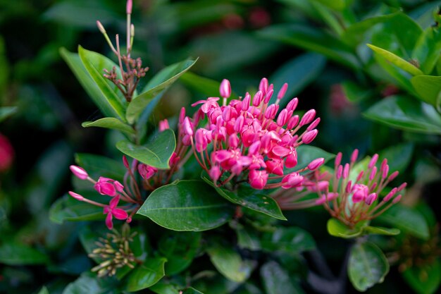 Foto close-up de uma planta com flores roxas