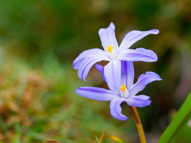 Foto close-up de uma planta com flores roxas