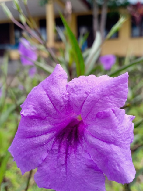 Foto close-up de uma planta com flores roxas