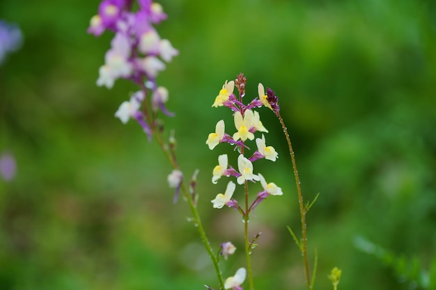 Close-up de uma planta com flores roxas