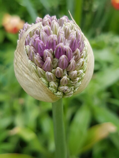 Foto close-up de uma planta com flores roxas