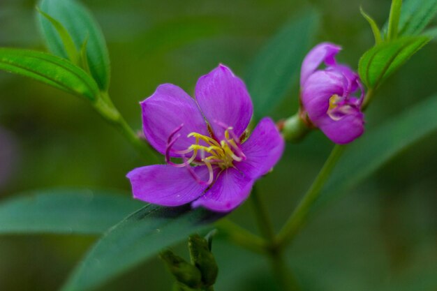 Foto close-up de uma planta com flores roxas