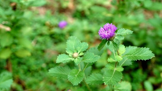 Close-up de uma planta com flores roxas