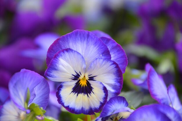 Foto close-up de uma planta com flores roxas