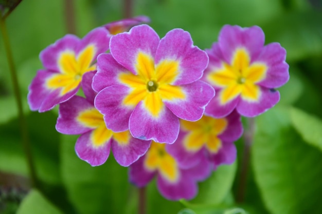 Foto close-up de uma planta com flores roxas